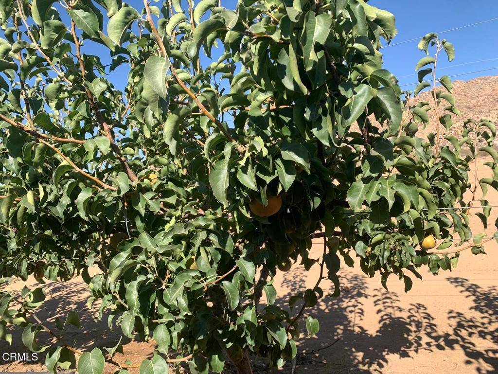 MLS #P1-24099 image #6