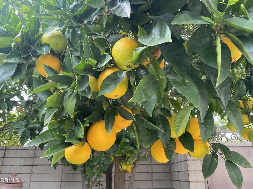 MLS #P1-24159 image #25