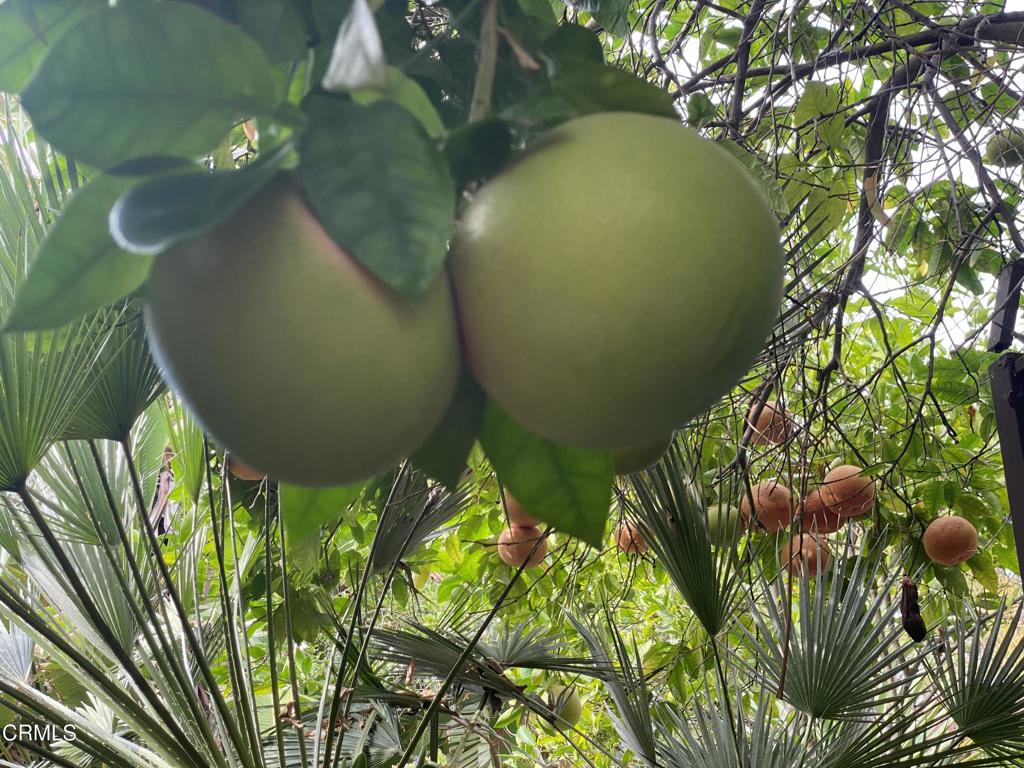 MLS #P1-24159 image #26