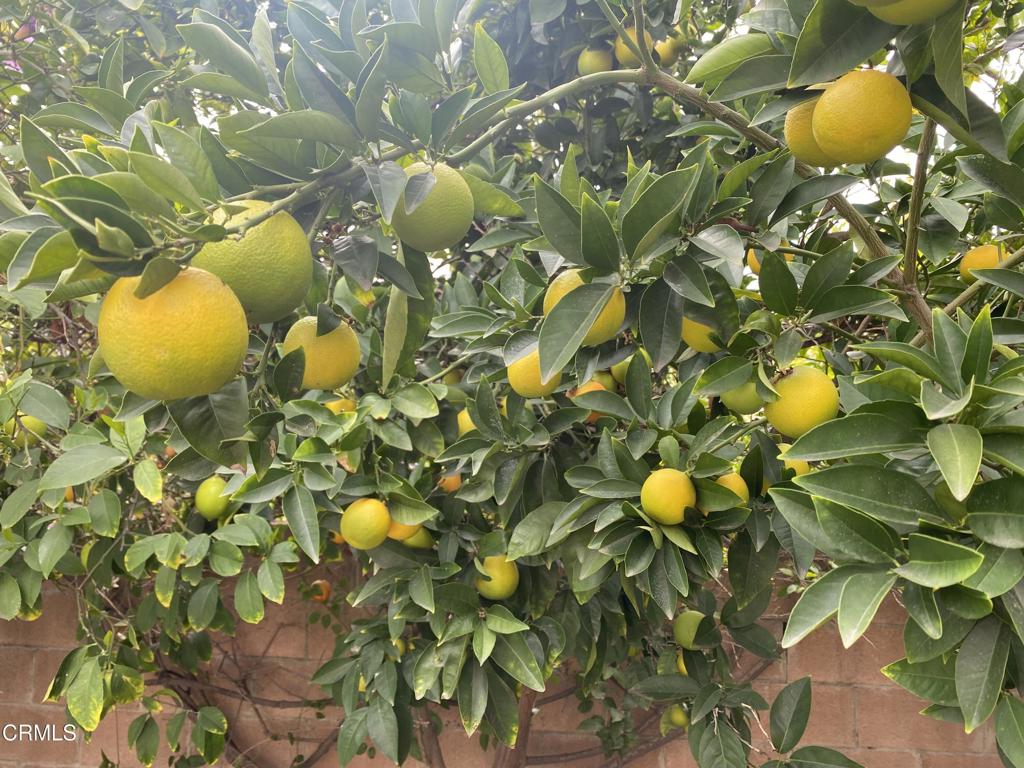 MLS #P1-24159 image #27