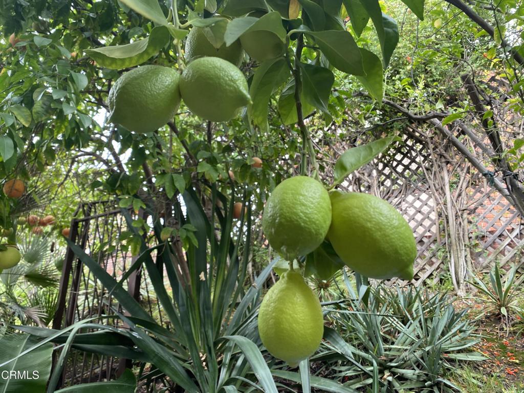 MLS #P1-24159 image #28