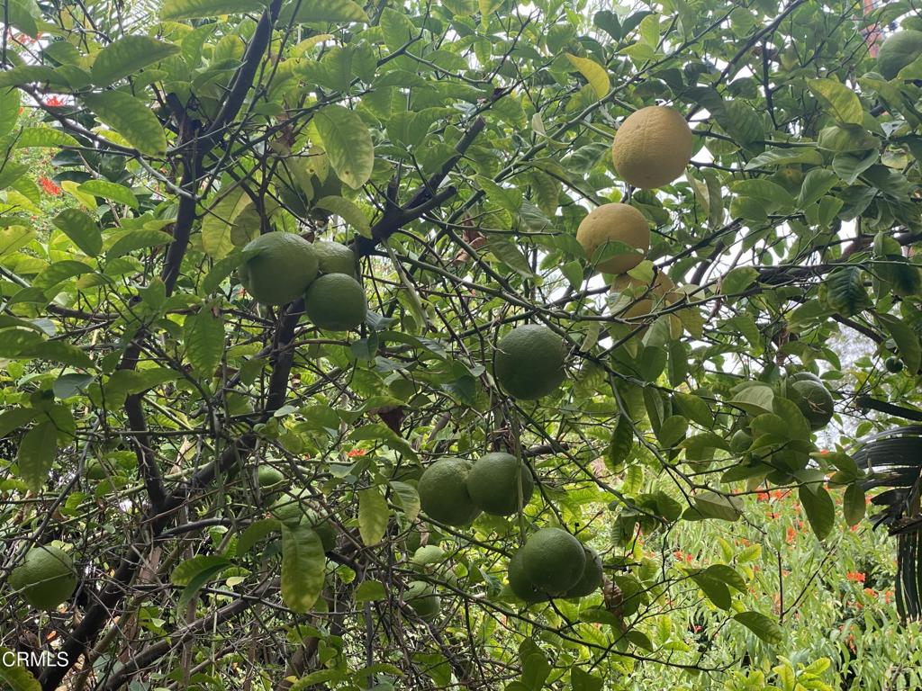 MLS #P1-24159 image #29