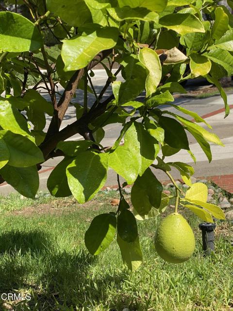 MLS #P1-24164 image #35