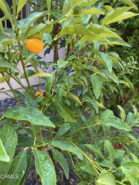 MLS #P1-24164 image #36