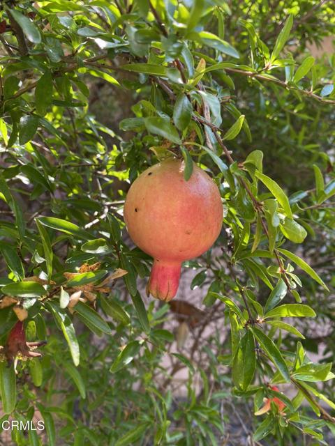 MLS #P1-24164 image #37