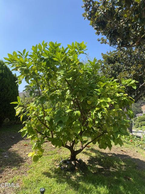 MLS #P1-24164 image #39