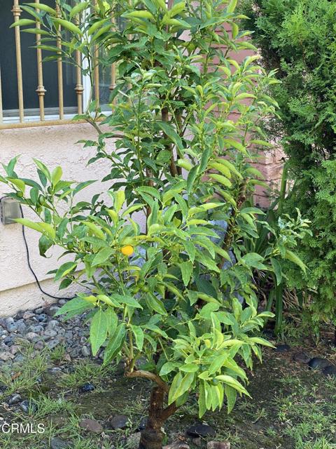 MLS #P1-24164 image #41