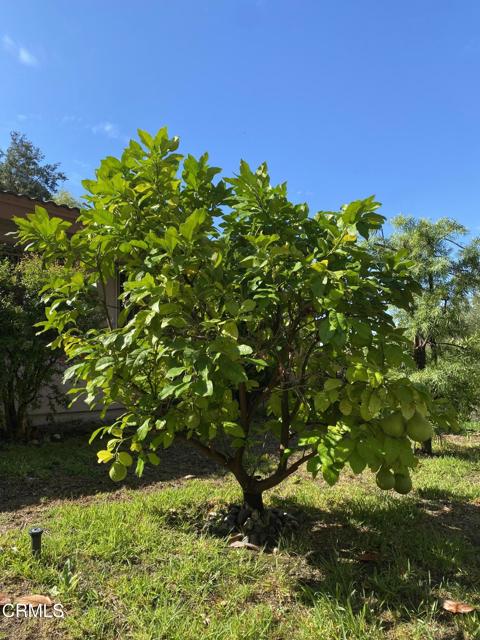 MLS #P1-24164 image #42