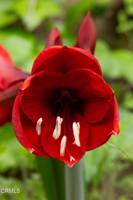 MLS #P1-24245 image #31