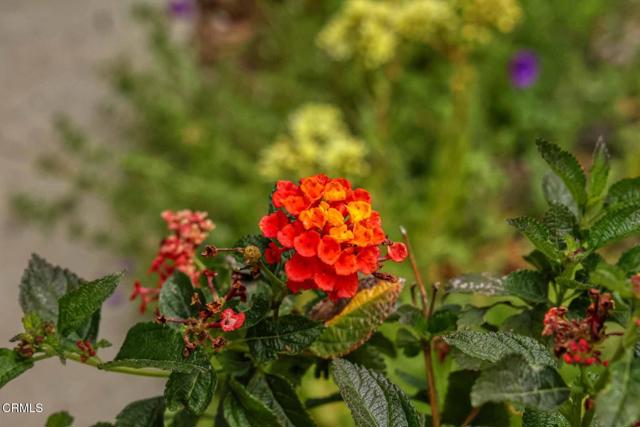 MLS #P1-24245 image #33