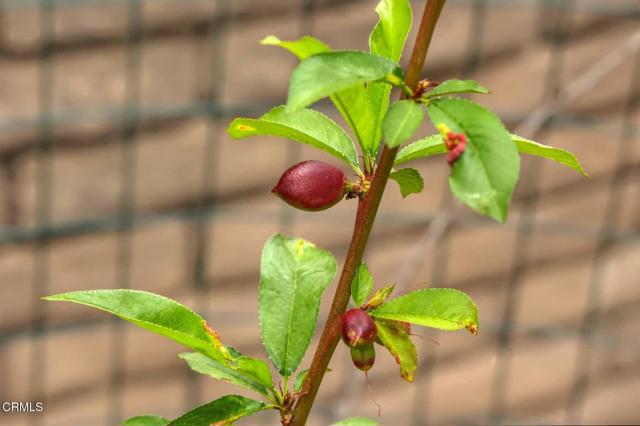 MLS #P1-24245 image #34