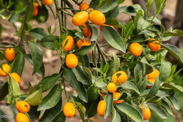 MLS #P1-24245 image #35