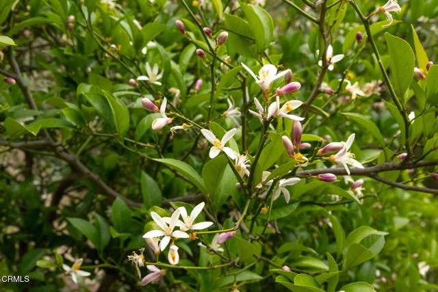 MLS #P1-24245 image #36