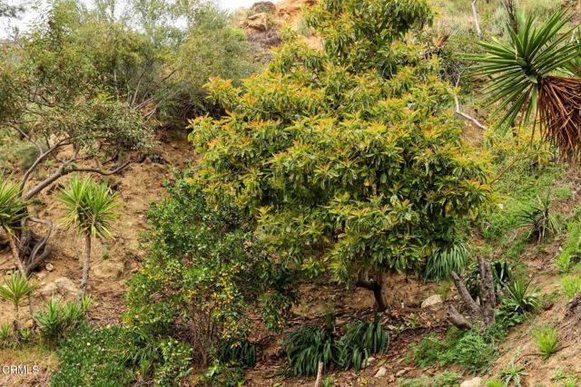 MLS #P1-24245 image #37