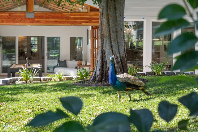 MLS #P1-24454 image #58