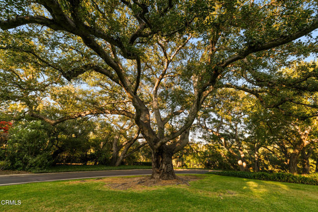 MLS #P1-24587 image #16