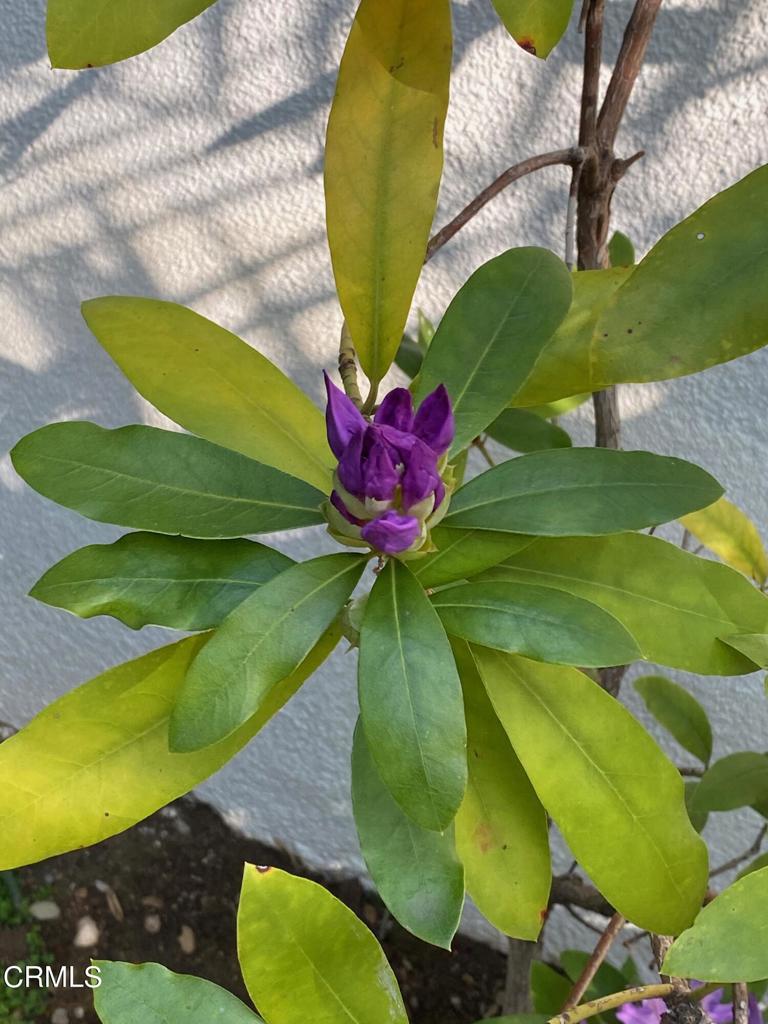 MLS #P1-24708 image #29