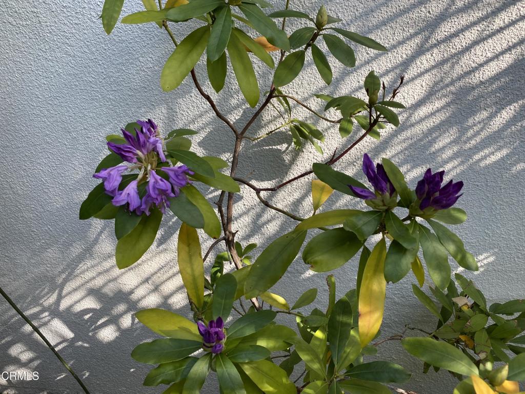 MLS #P1-24708 image #38