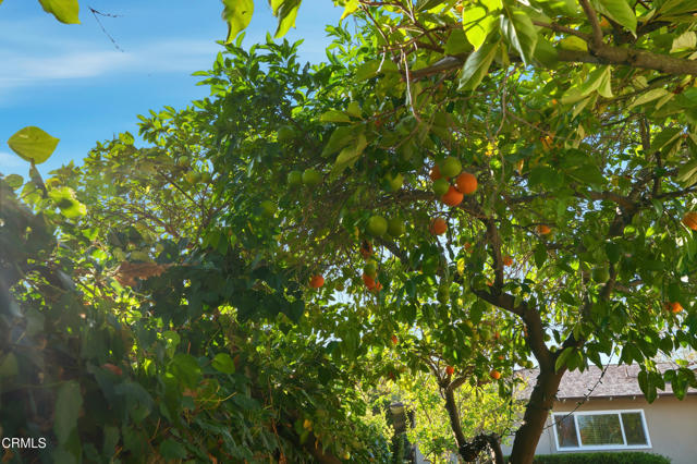 MLS #P1-24830 image #56