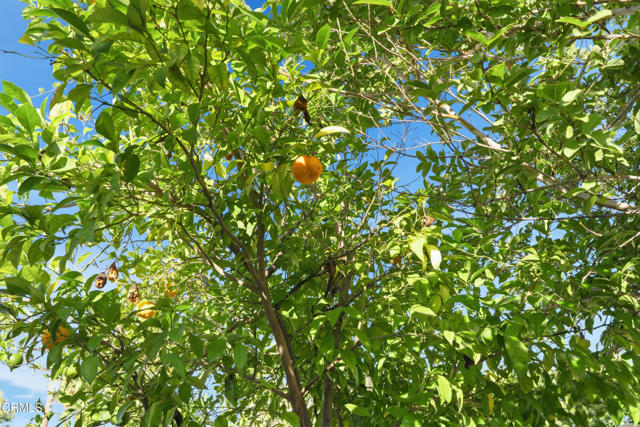 MLS #P1-24830 image #57