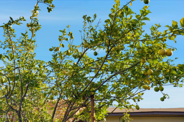 MLS #P1-24830 image #59