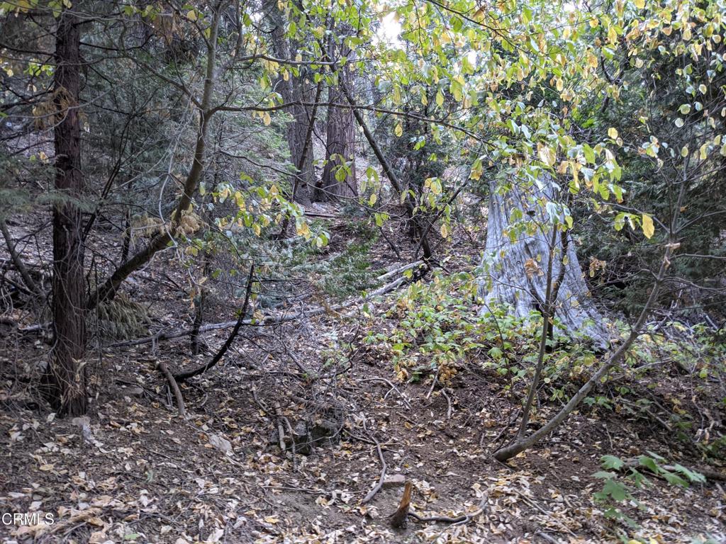 MLS #P1-24951 image #2