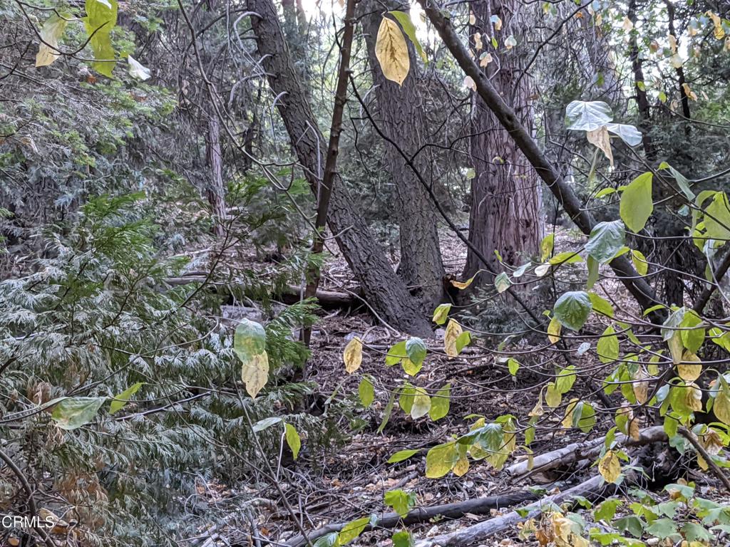 MLS #P1-24951 image #4