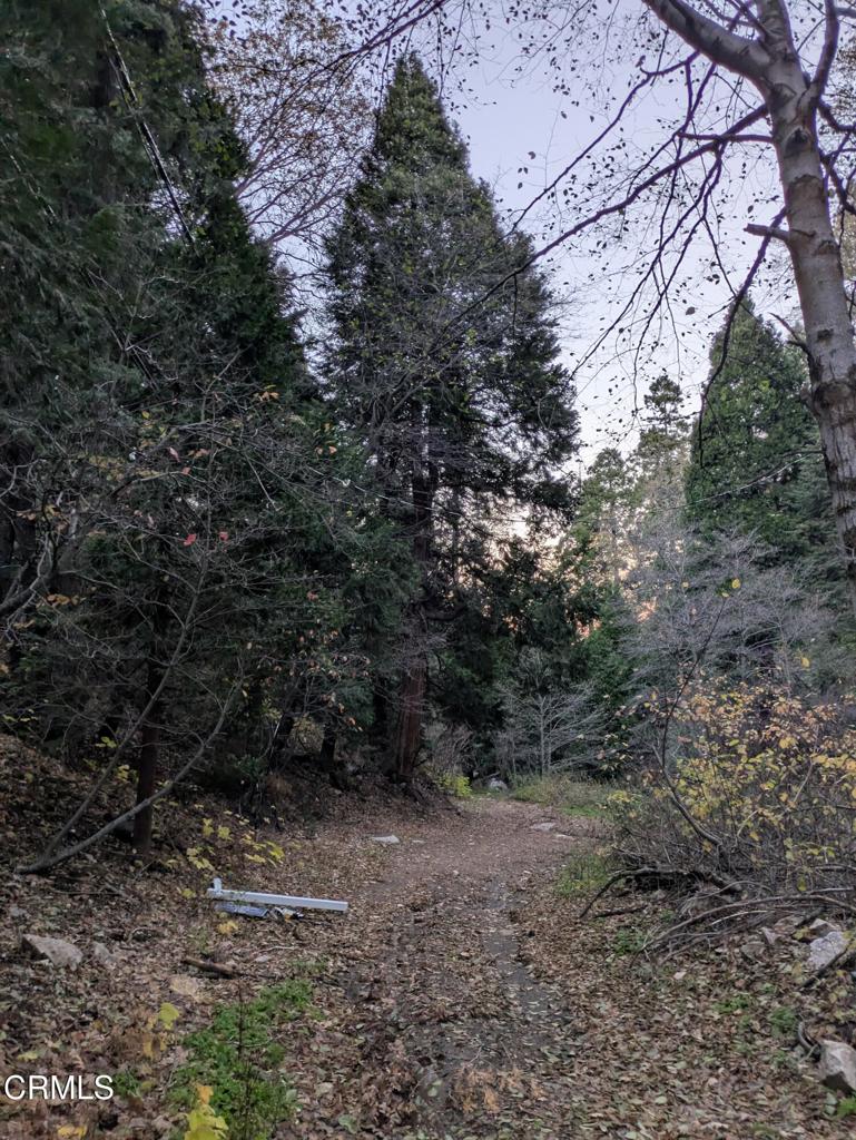 MLS #P1-24951 image #7