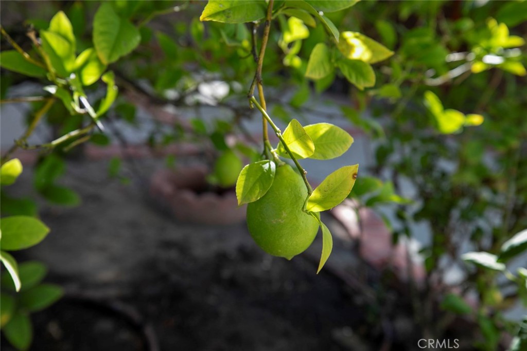 MLS #PF25249967 image #31