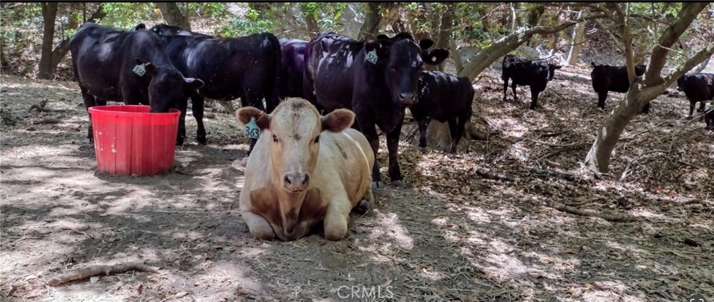 MLS #PI24153900 image #11