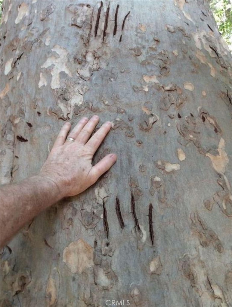 MLS #PI24153900 image #12