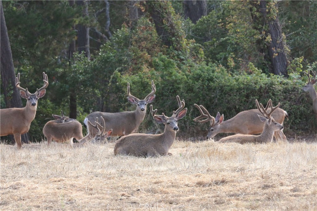 MLS #PI24153900 image #14