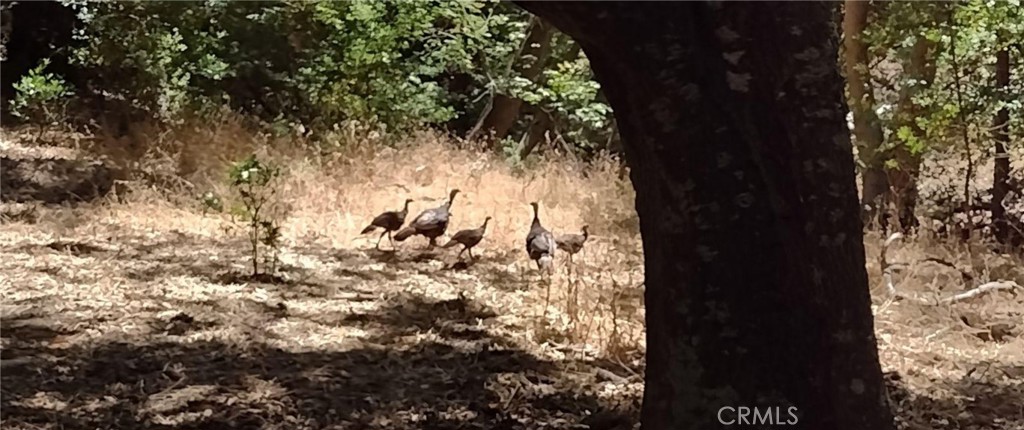 MLS #PI24153900 image #16