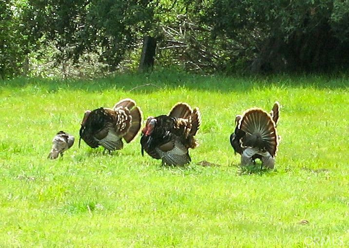 MLS #PI24153900 image #17