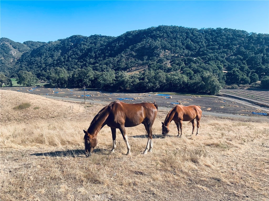 MLS #PI25062406 image #45