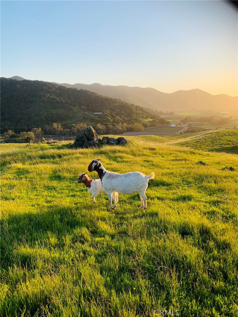 MLS #PI25062406 image #48