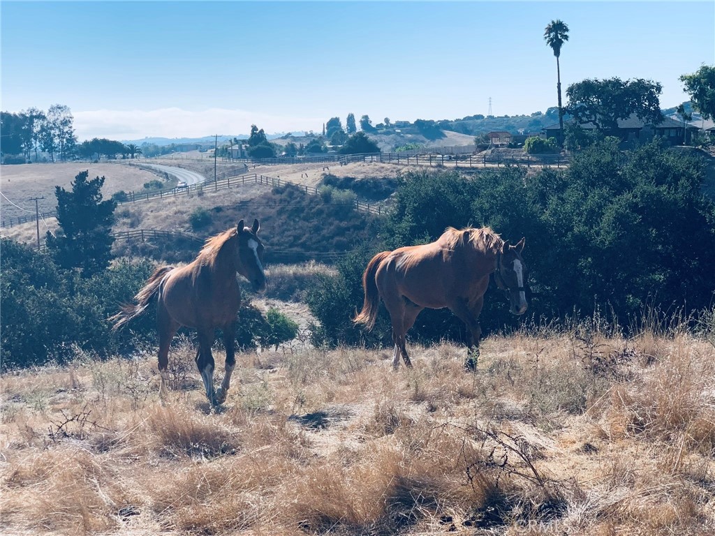 MLS #PI25062406 image #50