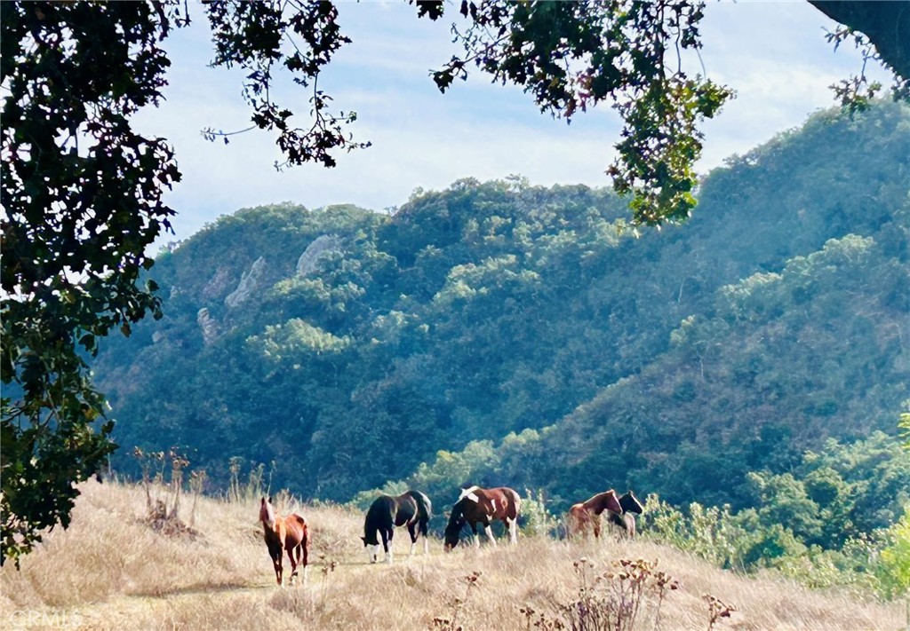 MLS #PI25062406 image #52