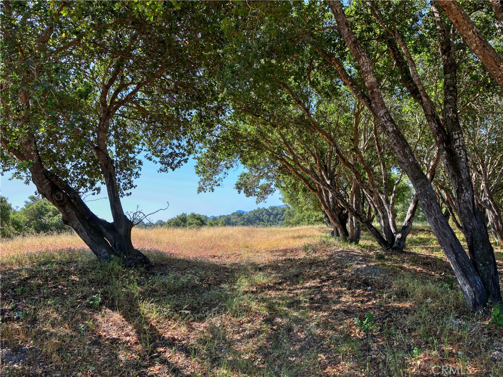 MLS #PI25102956 image #8