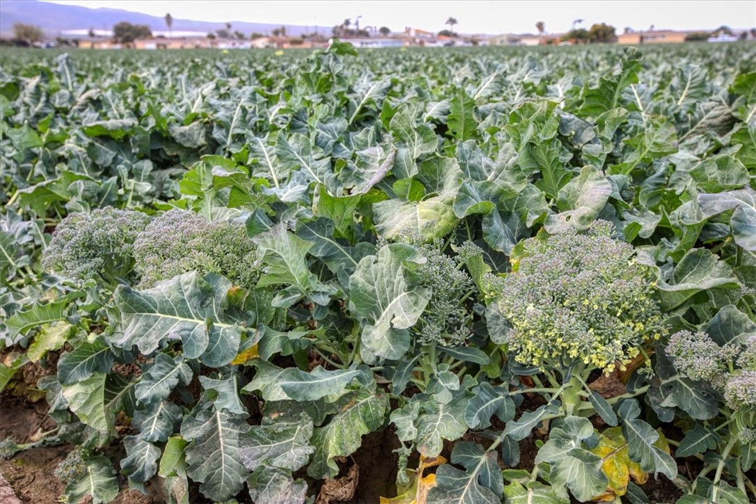 MLS #PI25105426 image #10