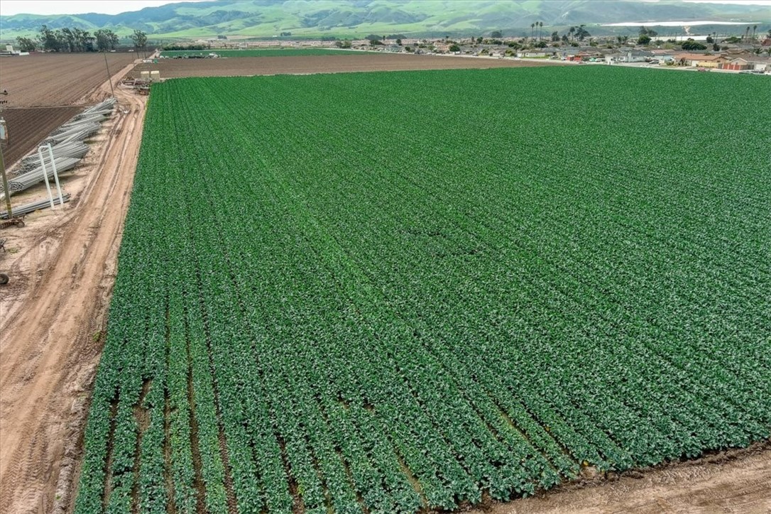 MLS #PI25105426 image #7