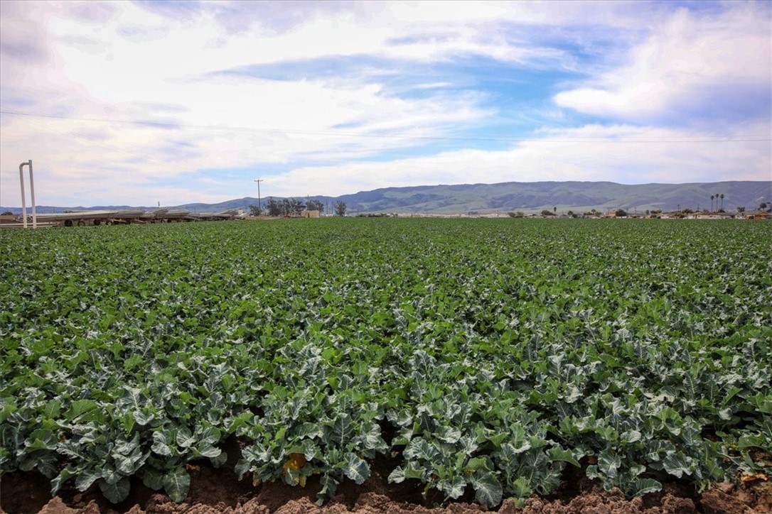 MLS #PI25105426 image #8