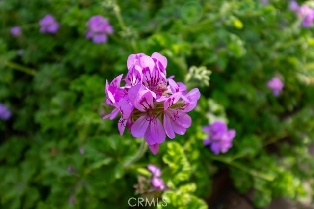 MLS #PI25146117 image #53