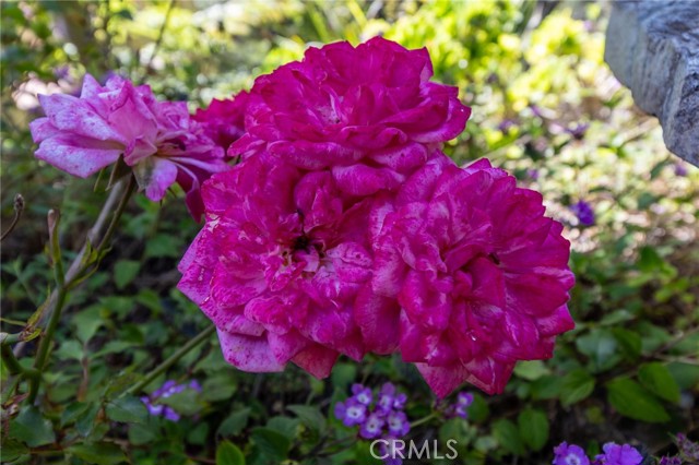 MLS #PI25146117 image #61