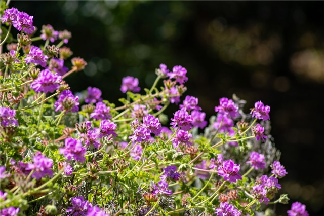 MLS #PI25146117 image #64