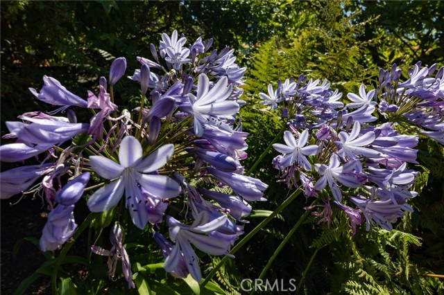 MLS #PI25146117 image #71