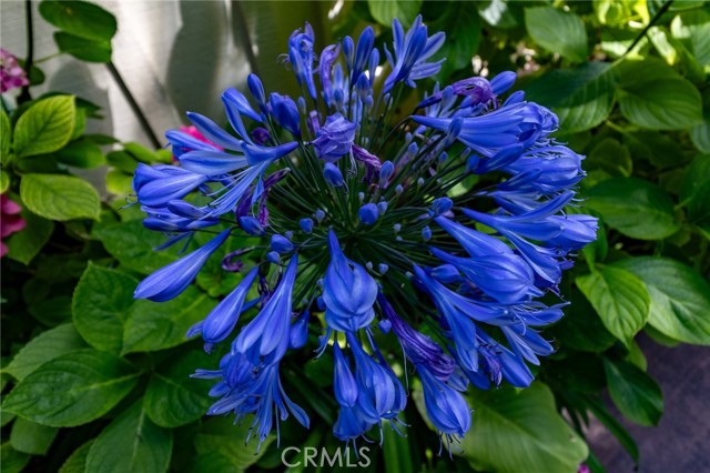 MLS #PI25146117 image #72