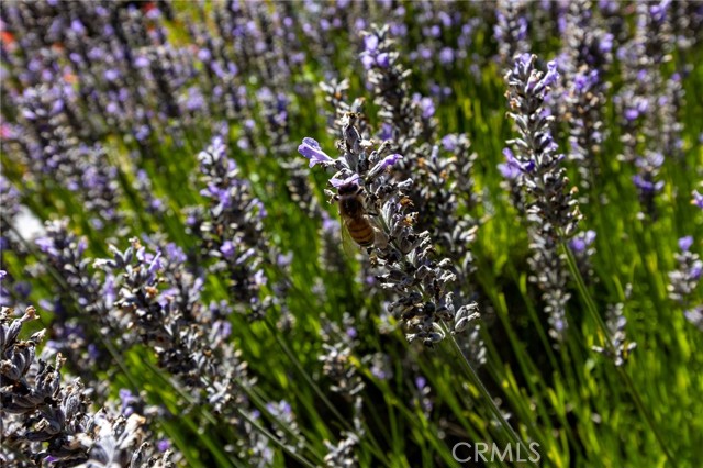 MLS #PI25146117 image #73