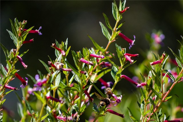 MLS #PI25146117 image #74