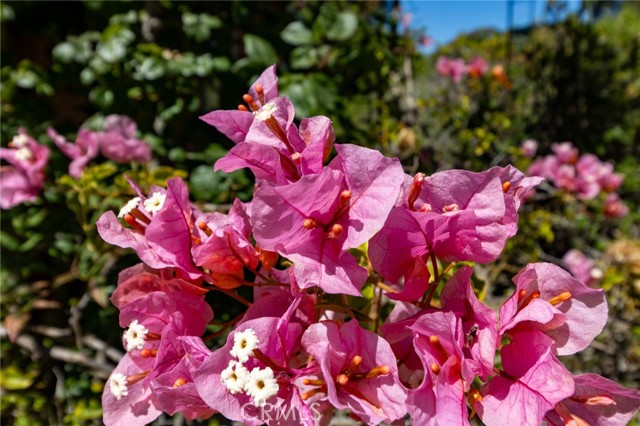 MLS #PI25146117 image #75